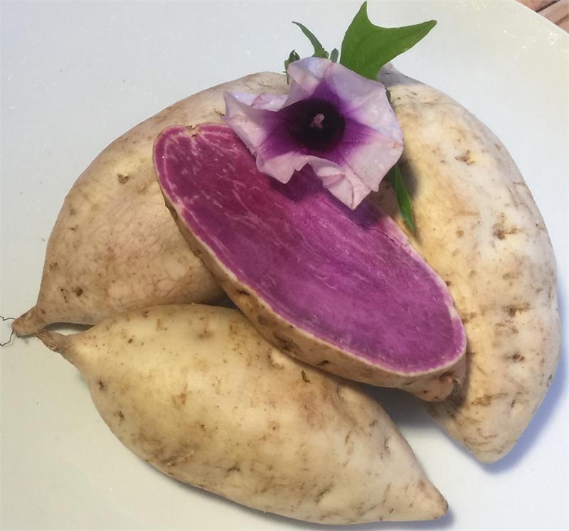 Hawaii Purple Potato